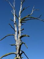 dry tree against the blue sky