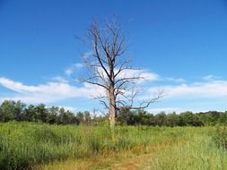 dry dead tree in a field