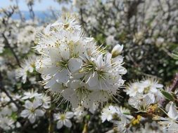 cherry blossoms in spring in the garden