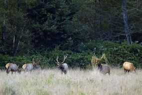 herd of deer in the steppe