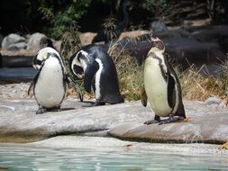 penguin arctic bird