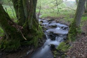 creek in a nature reserve in the Eifel