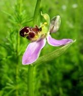 shaggy orchid-bee close up