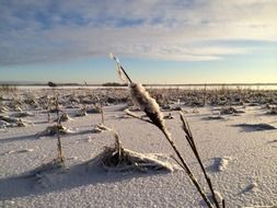 dry grass on a snowy field in Finland