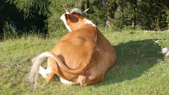 fabulous cow on a farm