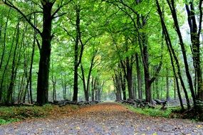 green trees in the forest