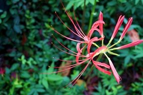 beautiful unusual tropical flower