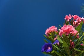 colorful flowers in the mediterranean