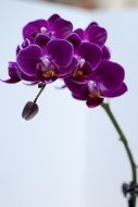 Orchid branch with violet flowers