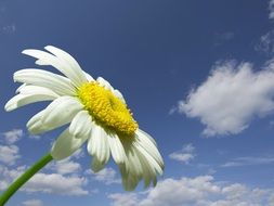 daisy flower macro and blue sky