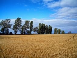 field of ripe golden wheat, rural landscape, denmark