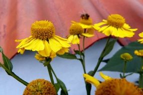 yellow helenium flowers in the garden