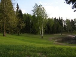 meadow with green grass near the forest