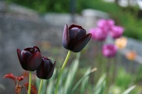 black tulips in the garden