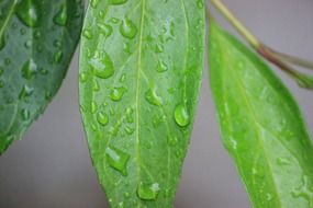 green leaf after rain with drops
