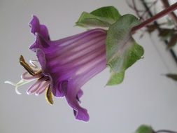 purple flower in the form of a bell close up