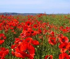 glaring papaver rhoeas poppy