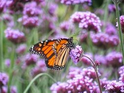 brown butterfly on a purple meadow