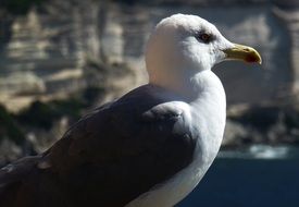 charming seagull nature