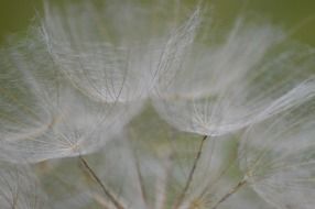 white flower close-up on blurred background
