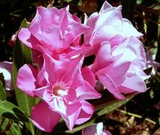 flowers with pink petals in the garden in the bright sun close-up