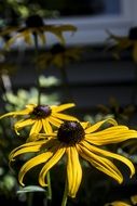 yellow flowers blooms