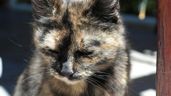cat portrait close