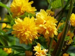 yellow bush blossom