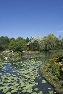 garden lake lotus pond