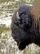 head of bison in nature