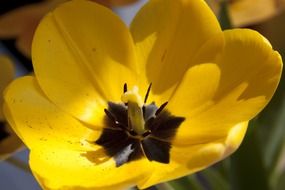 blooming yellow tulip bud