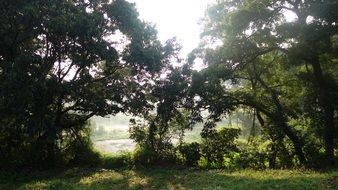 sunlight behind the treetops