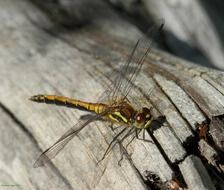 Yellow dragonfly on wood