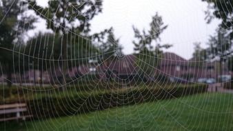 cobweb insect