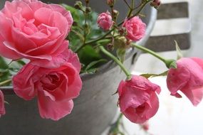 Pink roses in a zinc bucket