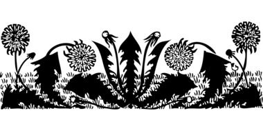 Black and white picture of dandelions on the field