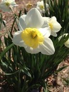 bright white yellow narcissus flower