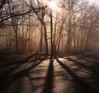 Tree shadows on the road