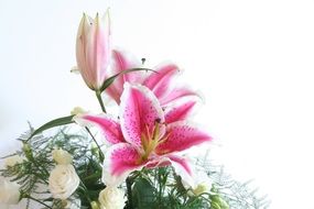 pink lilies on a light background
