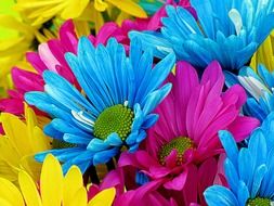 Blue,pink and yellow daisy flowers