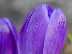 purple crocus flower close-up