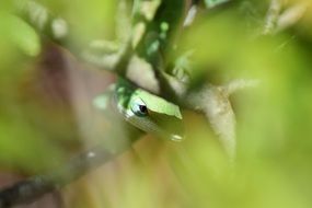 lizard reptile in branches