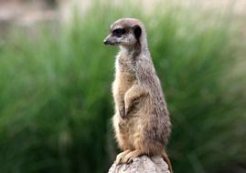 meerkat in pose on blurred background