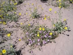 shallow yellow flowers in desert sand