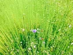 field meadow green landscape