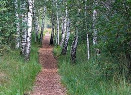 path through idyll birch forest