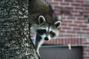 raccoon is a representative of the fauna