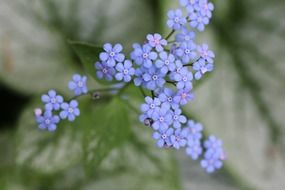 matchless bloom