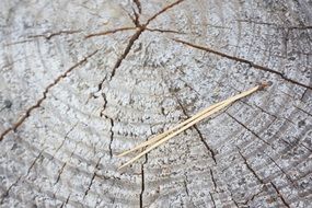 Cutted coniferous tree