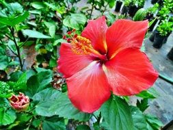 red color hibiscus